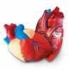 Развивающая игрушка Сердце человека модель в разрезе (демонстрационный материал из мягкой пены, 12.5 см., 1 элемент)