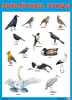 Плакат Перелетные птицы 69х50 см